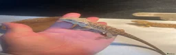 Bearded Dragon reptiles for sale: 18 bearded dragons available for rehoming - Advert 1