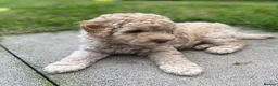 Cockapoo dogs for sale: Beautiful Cockapoo puppies 🐶 5 boys 3 girls - Advert 5