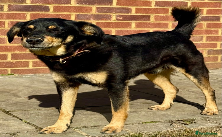 German Shepherd dogs Franky: The Dog Who Learned to Trust Again - Advert 1