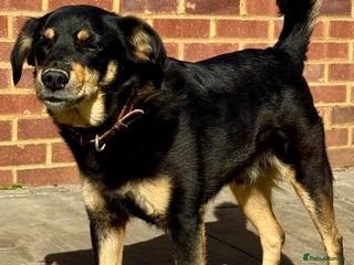 German Shepherd dogs Franky: The Dog Who Learned to Trust Again - Advert 8