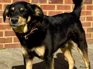 German Shepherd dogs Franky: The Dog Who Learned to Trust Again - Advert 1