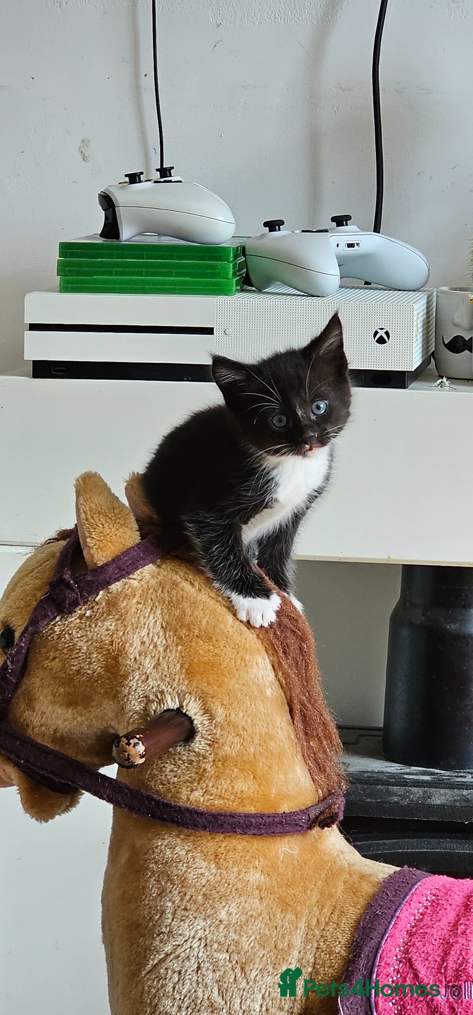 Savannah cats for sale: Gorgeous Savannh/bengal x DS  - Advert 3