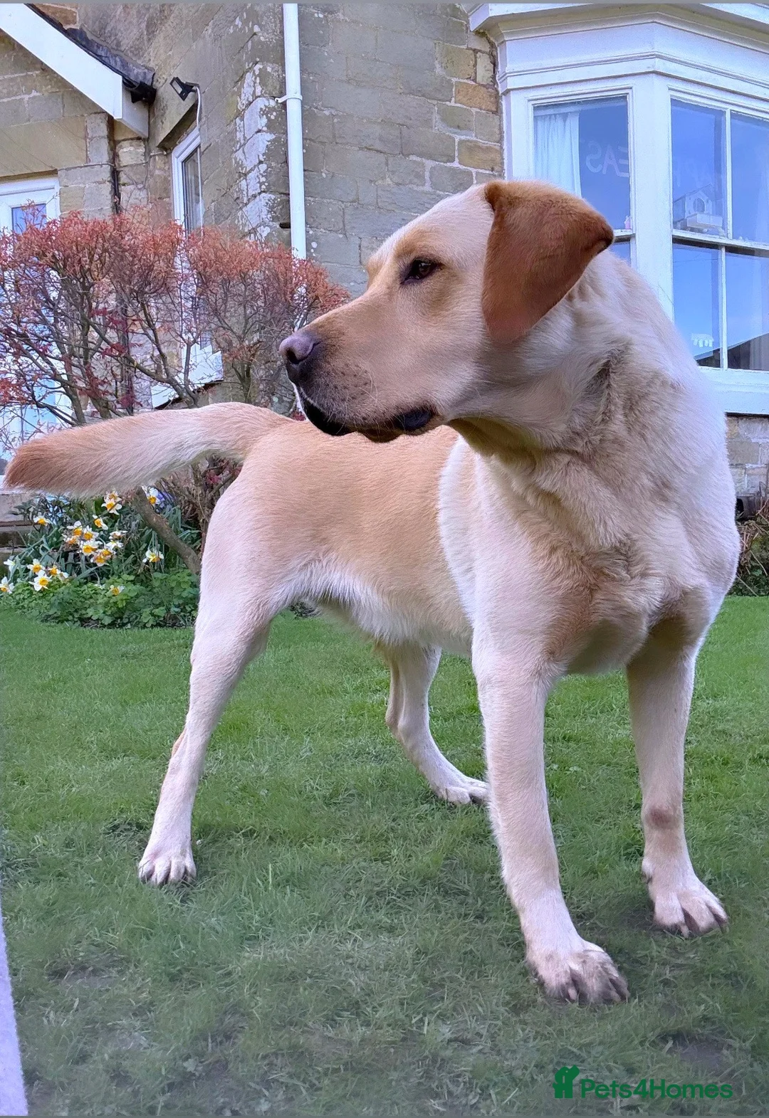 Labrador Retriever dogs for stud: HUNKY ALBERT, available now! - Advert 1