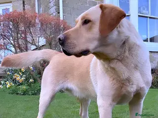 Labrador Retriever dogs HUNKY ALBERT, available now! - Advert 11