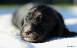 Sprocker dogs for sale: Sprocker ready to steal your heart & your slippers - Image 14