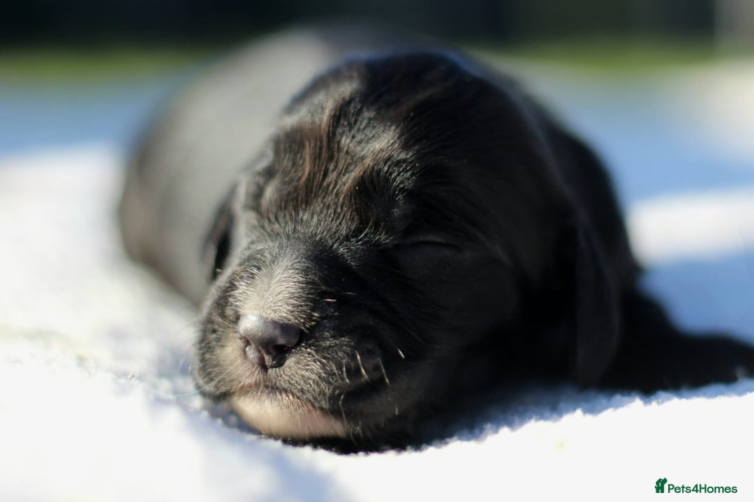 Sprocker dogs for sale: Sprocker ready to steal your heart & your slippers - Image 14