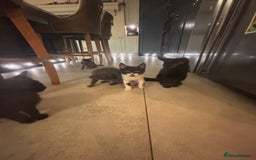 Mixed Breed cats for sale: Ready for new home!  - Image 1