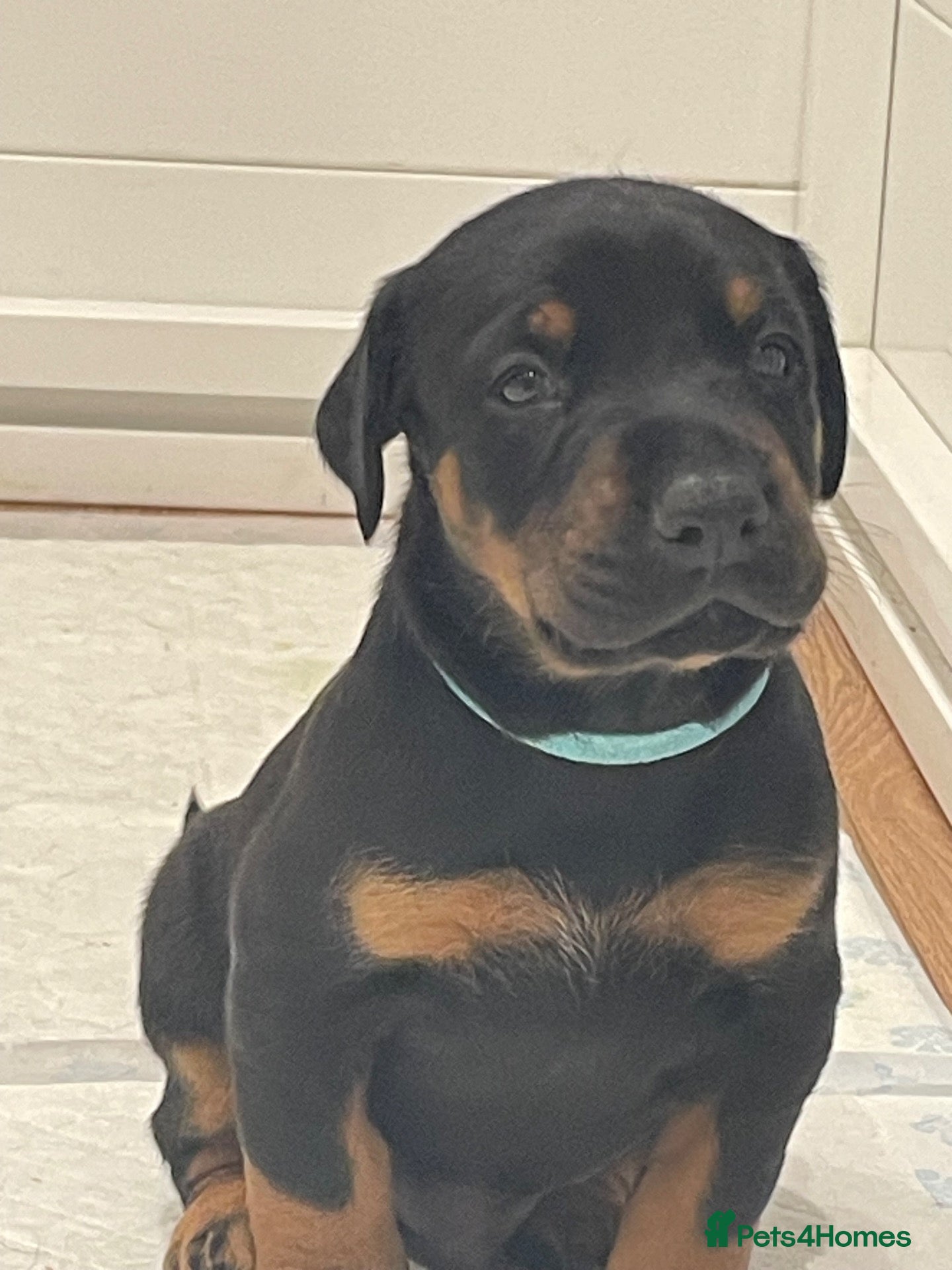 Dobermann dogs KC Reg Doberman - Health tested parents - Advert 2