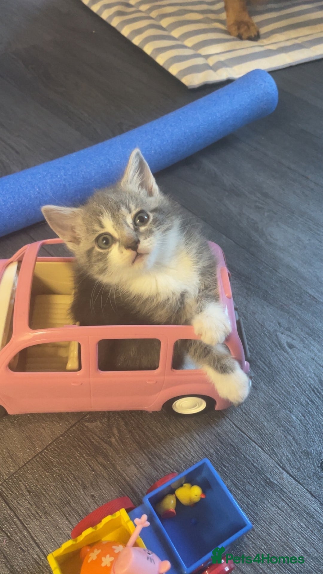 Mixed Breed cats for sale: 1 male still available  in Witney - Image 3