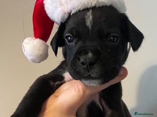 Labradoodle dogs 2 BEAUT MALES & 1 PRINCESS FEMALE PUPPIES - Advert 1