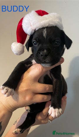 Labradoodle dogs 2 BEAUT MALES & 1 PRINCESS FEMALE PUPPIES - Advert 2