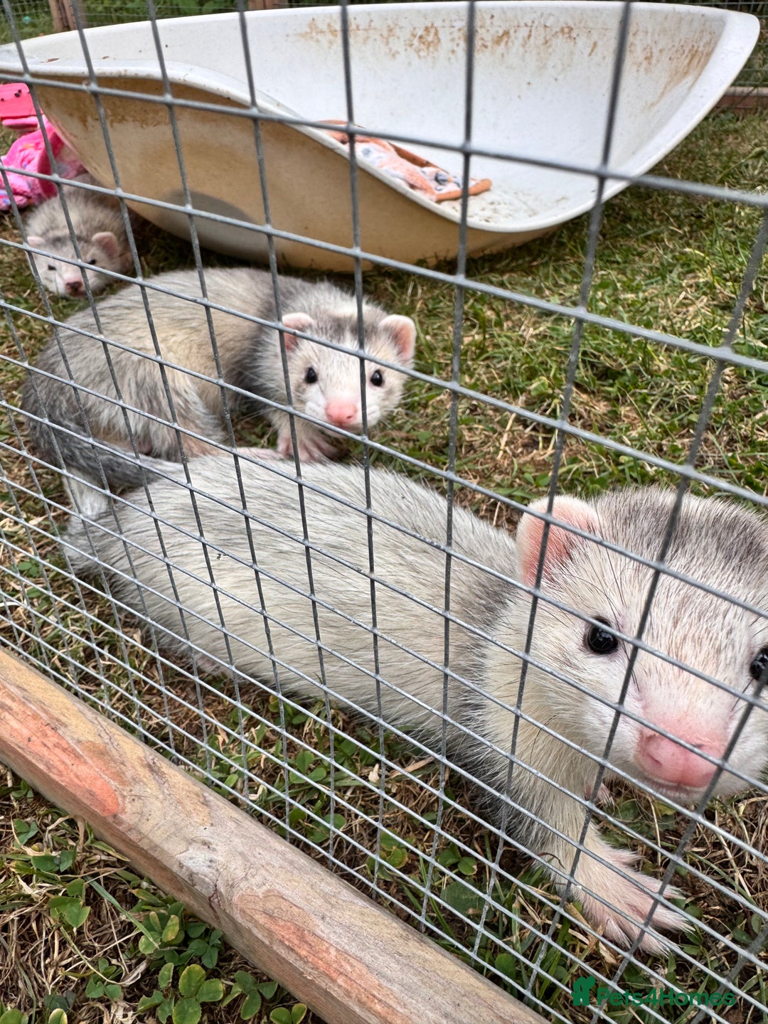 Ferret rodents for sale: Black eyed ferrets  - Image 3