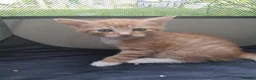 Mixed Breed cats for sale: Beautiful Kittens Ready for Loving Homes in Ottery Saint Mary - Advert 7