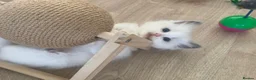 Ragdoll cats for sale: Stunning Bi-Colour Ragdoll Kittens – 7 Available   - Advert 3