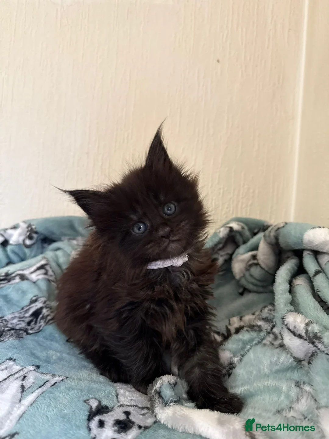 Maine Coon cats for sale: Pedigree Tica Russian Import line Maine Coons - Advert 33