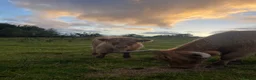 Cows & Bulls livestock for sale: Highland bull for sale - Advert 8
