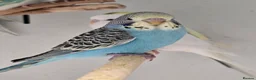 Budgerigars birds for sale: Breathtakingly Stunning Baby Budgies!!! - Advert 6