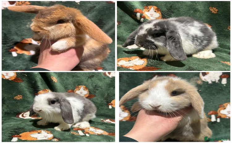 Mini Lop rabbits Beautiful Baby Mini Lops Ready Now  - Advert 7