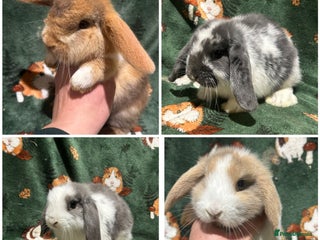 Mini Lop rabbits Beautiful Baby Mini Lops Ready Now - Advert 2
