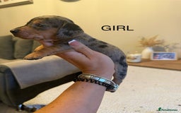 Dachshund dogs for sale: Beautiful litter of Dachshund puppies  - Image 6