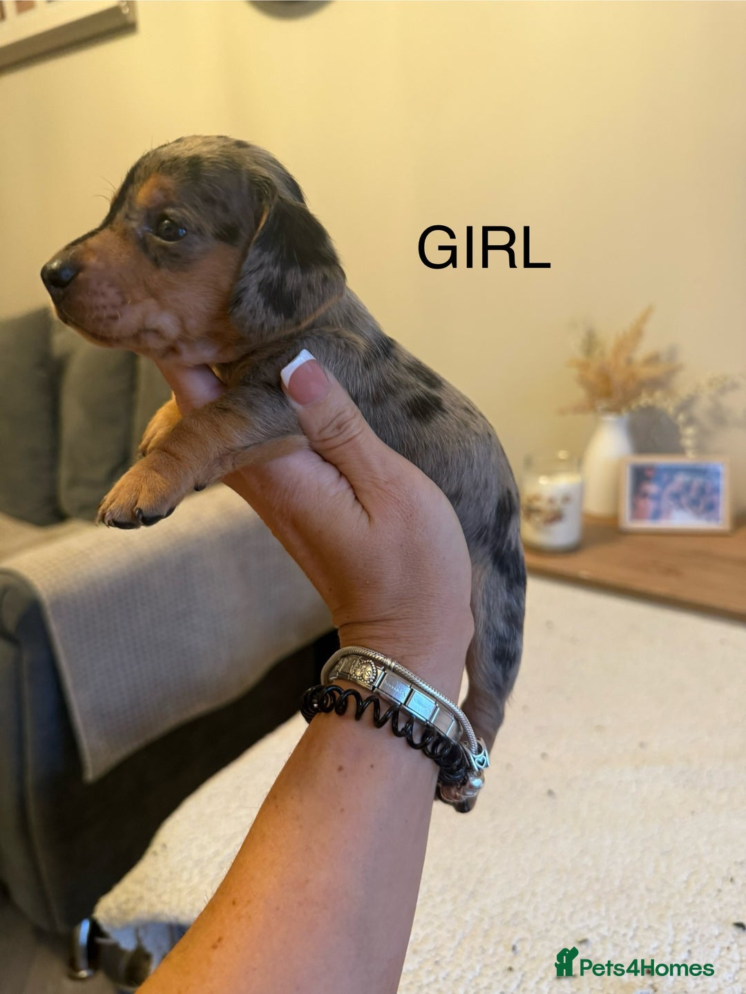 Dachshund dogs for sale: Beautiful litter of Dachshund puppies  - Image 6