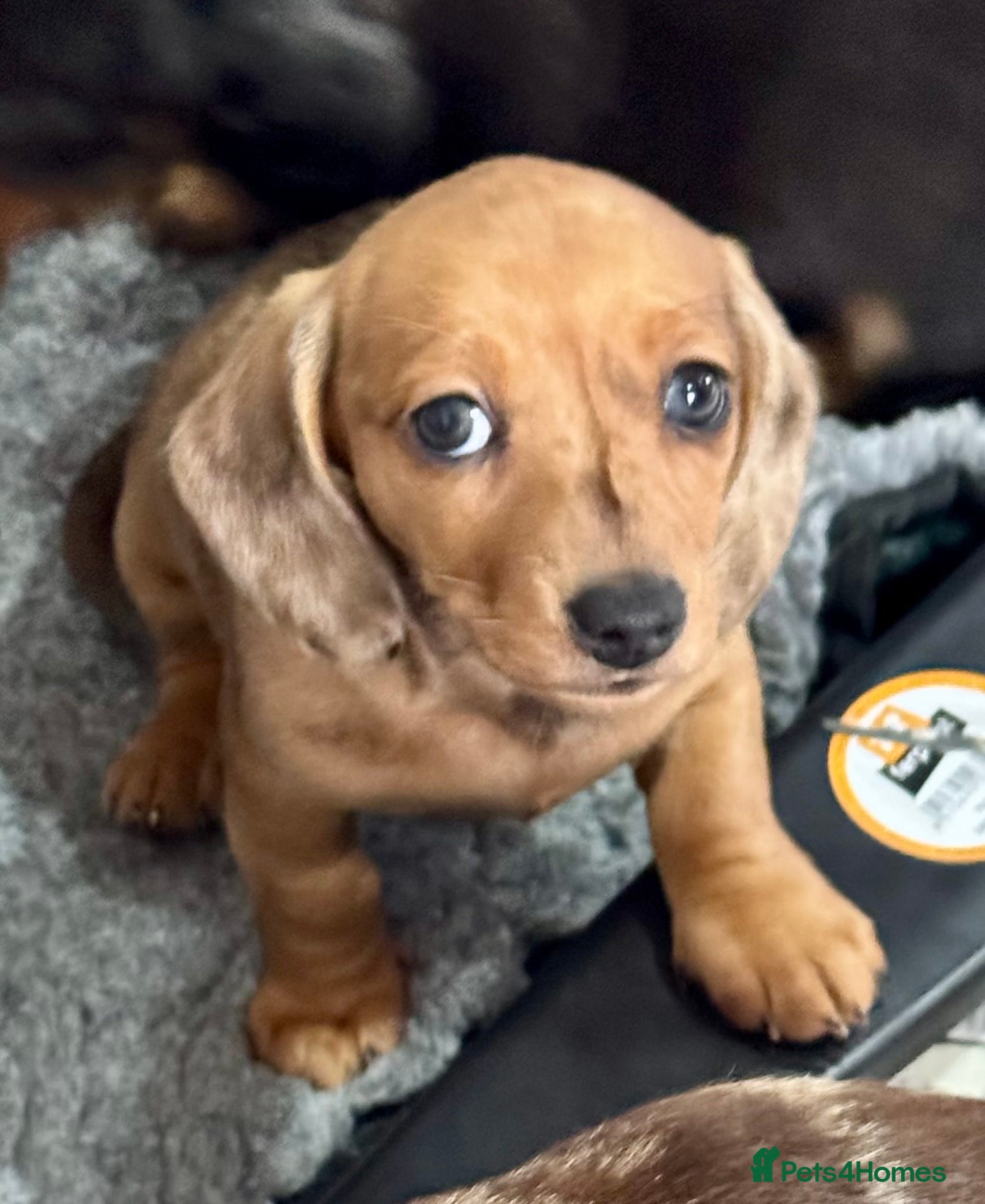 Miniature Dachshund dogs Kennel club registered Miniature dachshunds  - Advert 6