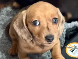 Miniature Dachshund dogs Kennel club registered Miniature dachshunds - Advert 4