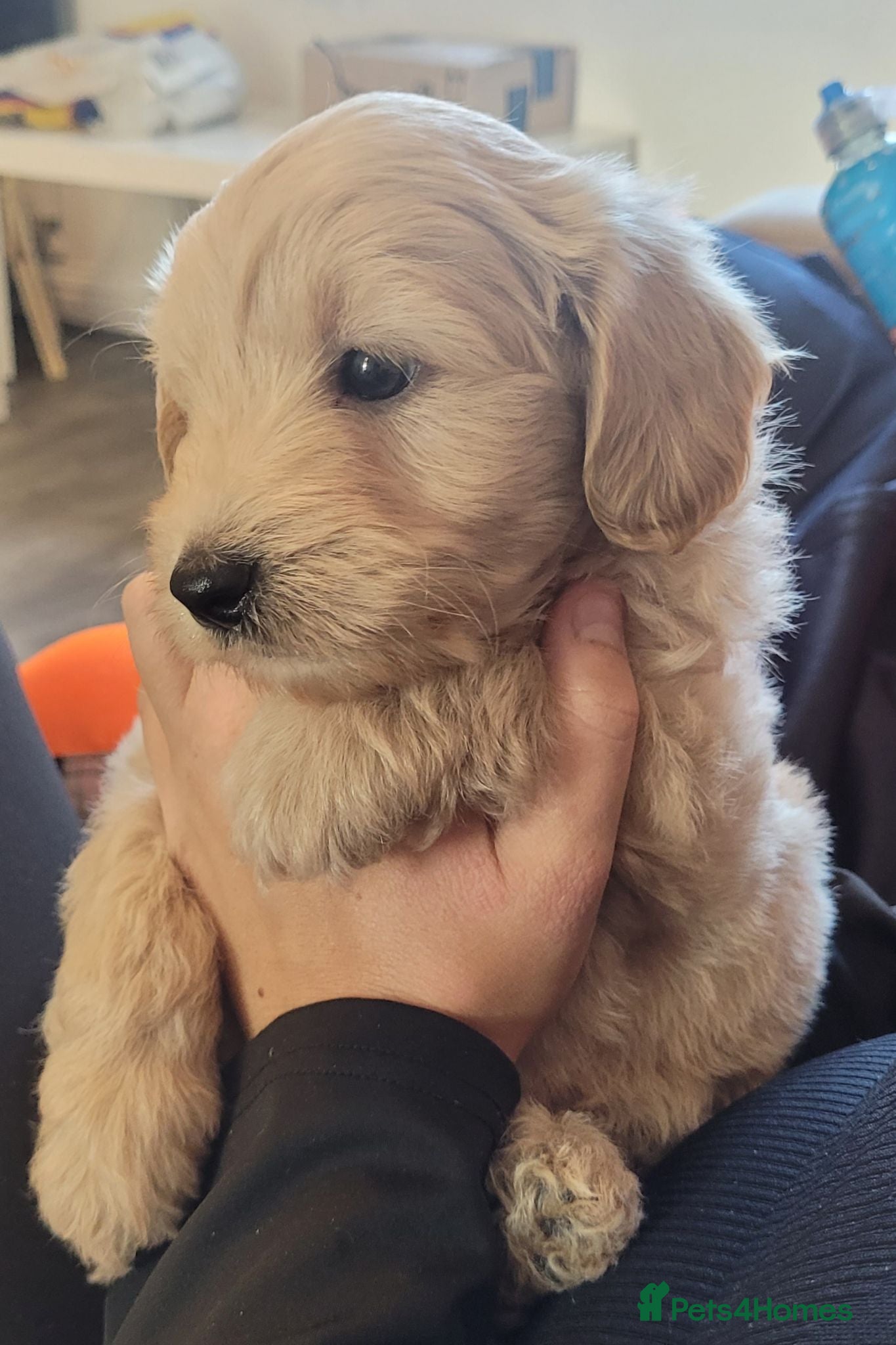 Maltipoo dogs  Beautiful Maltipoo Puppies 6 wks old 2 boys left - Advert 14