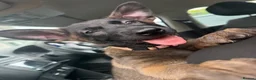 Belgian Shepherd Dog dogs for sale: last Belgian shepherd Harry READY TO GO - Advert 17