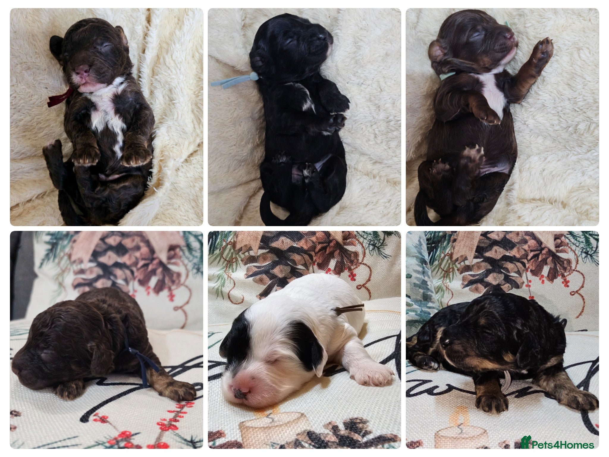 Cavapoo dogs STUNNING FULLY HEALTH TESTED F1B CAVAPOO  - Advert 1