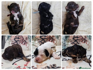 Cavapoo dogs STUNNING FULLY HEALTH TESTED F1B CAVAPOO - Advert 1