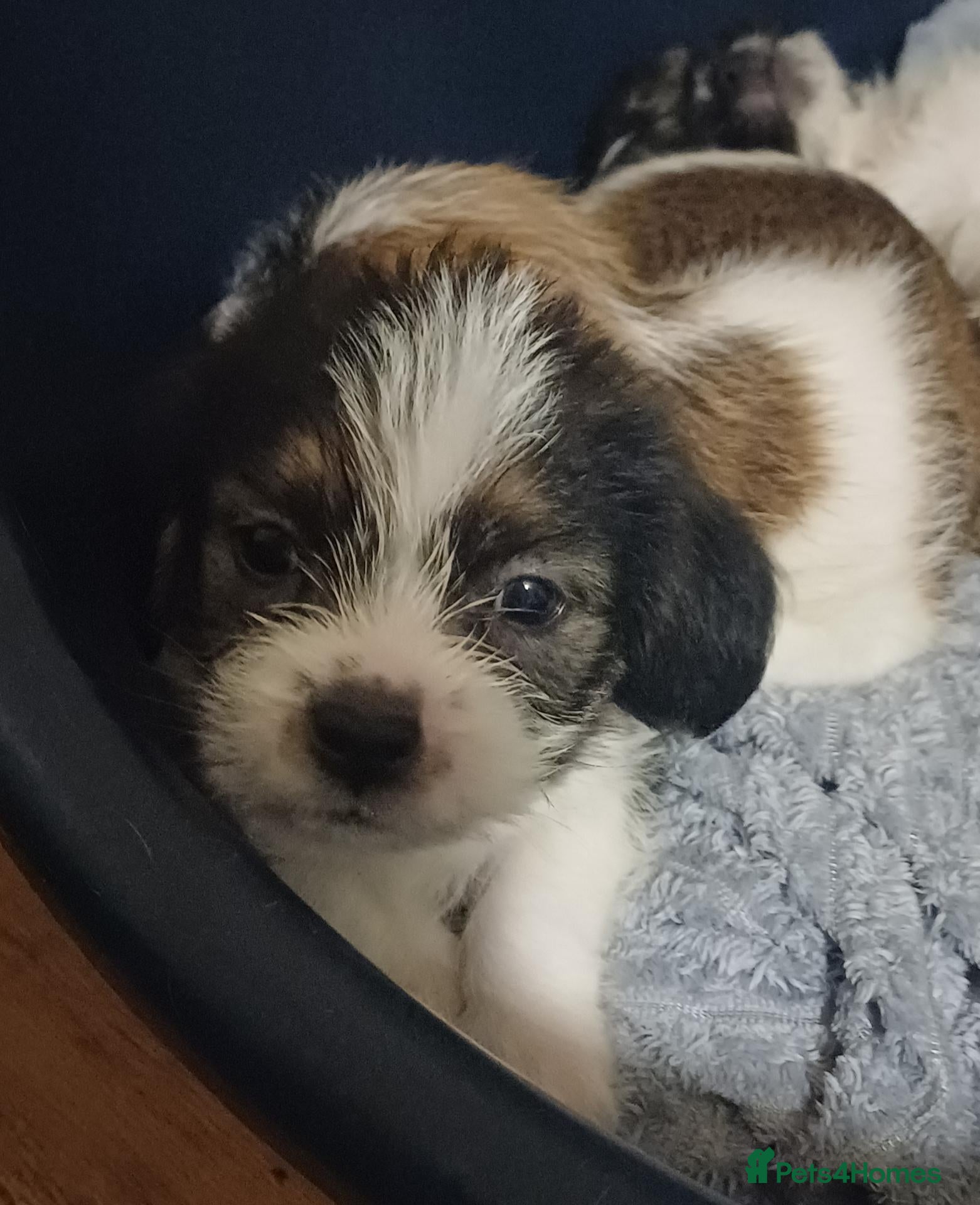 Mixed Breed dogs Ready now Male puppy for sale boy shihtzu cross - Advert 9