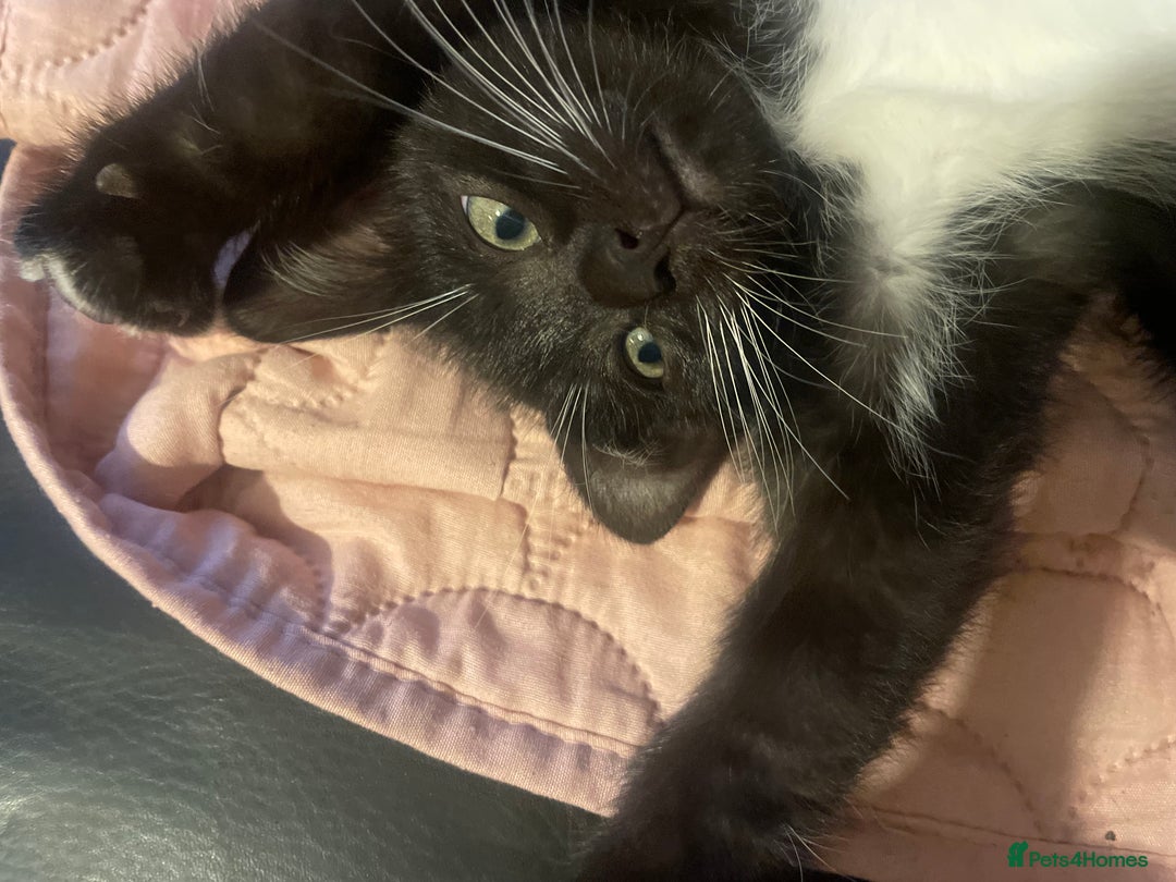 Bengal cats for sale: Pair of part bengal Tuxedo Kittens  - Image 15