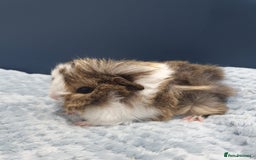 Guinea Pig rodents for sale: Absolutely Stunning Baby Boars  - Image 15