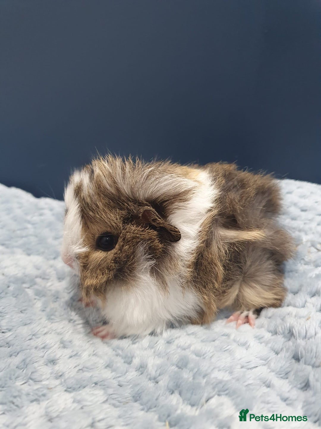 Guinea Pig rodents for sale: Absolutely Stunning Baby Boars  - Image 15