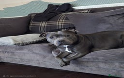 Staffordshire Bull Terrier dogs for sale: Staffordshire bull terrier puppies  - Image 9