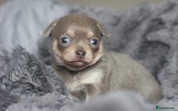 Chihuahua dogs for sale: KC ⭐ stunning Chihuahuas smooth lilac Tri  🐕  - Image 4