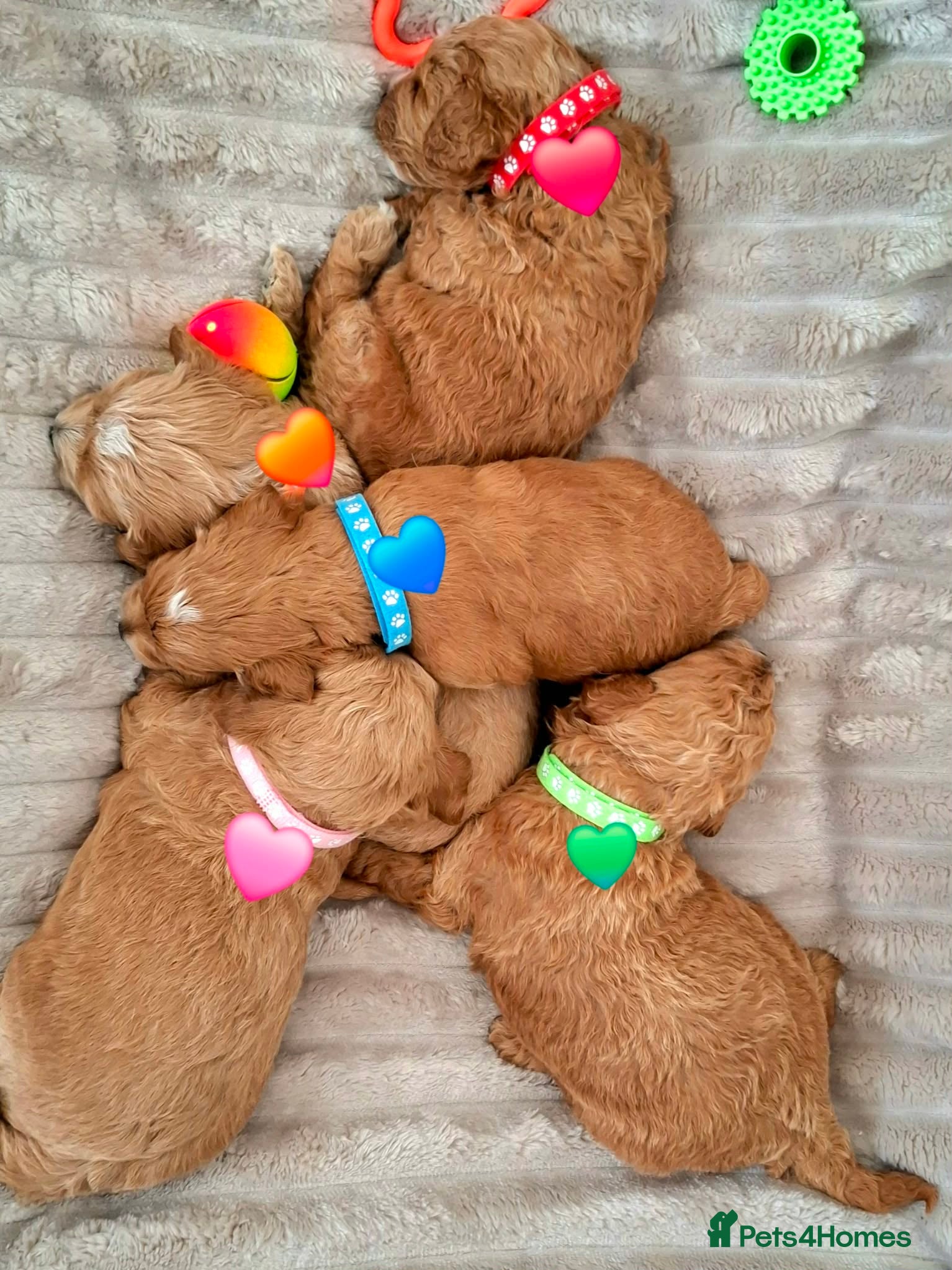 Cavapoo dogs 🥇❤️Beautiful F1 Cavapoo 5★ - Advert 1