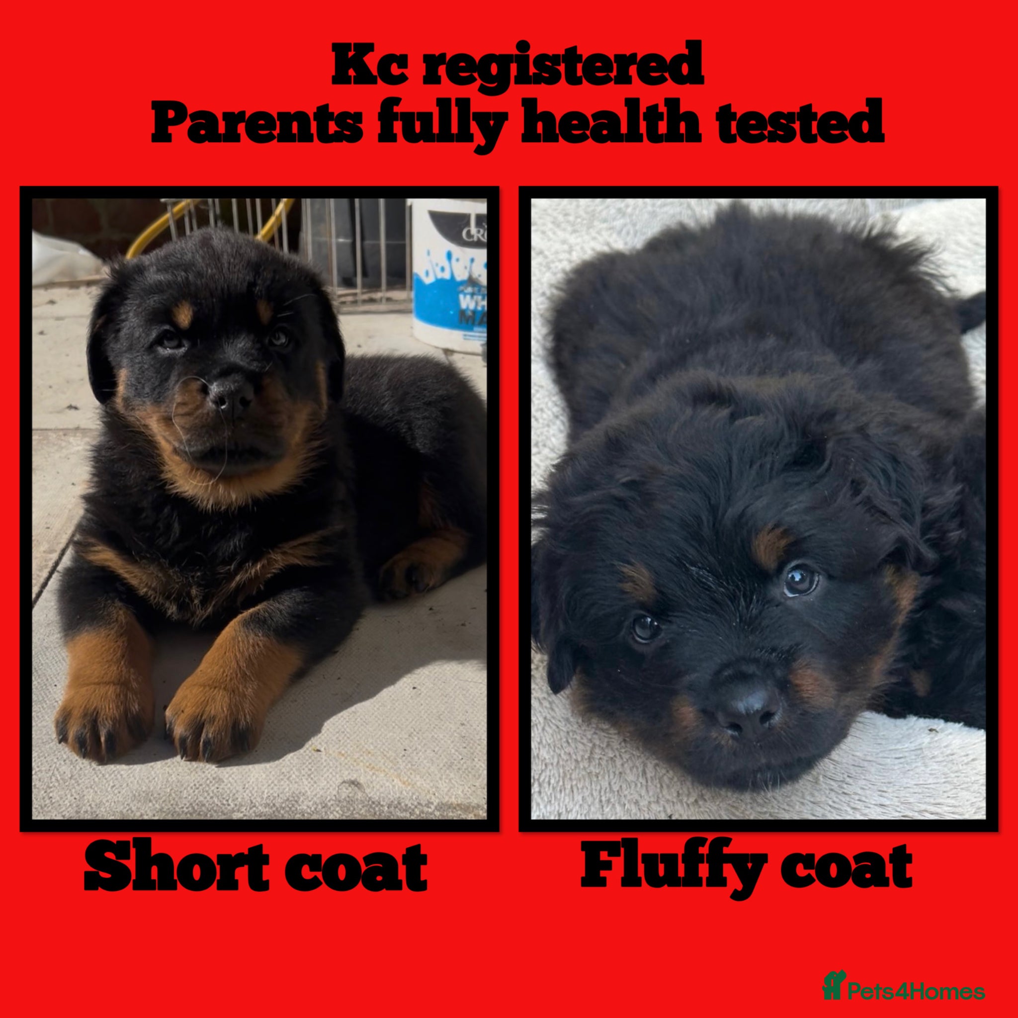 Rottweiler dogs Rottweilers KC LONG COAT tested TOP QUALITY  - Advert 5