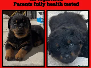 Rottweiler dogs Rottweilers KC LONG COAT tested TOP QUALITY - Advert 5