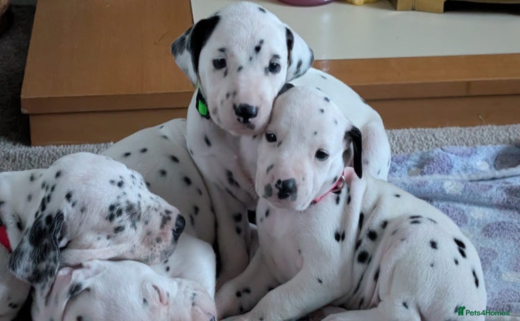 Dalmatian dogs KC registered Dalmatian puppies - Advert 6