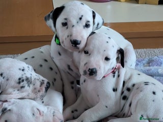 Dalmatian dogs KC registered Dalmatian puppies - Advert 2