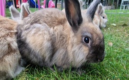 Lionhead rabbits for sale: 6 Cute Lionheads for sale - Image 6