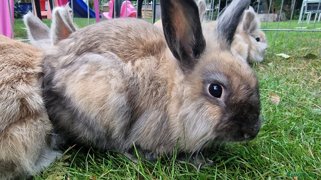 Lionhead rabbits for sale: 6 Cute Lionheads for sale - Image 6