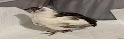 Quail poultry for sale: 6 Japanese Coturnix Quail x6 (2 Males & 4 Females) - Advert 2