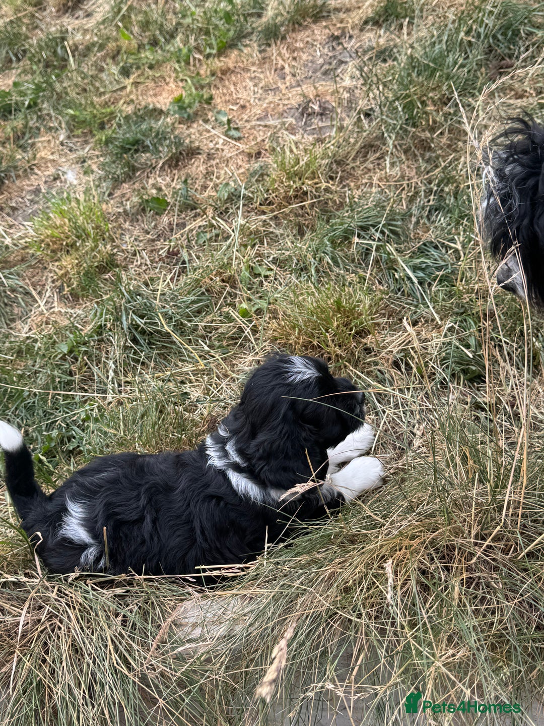 Shihpoo dogs for sale: 4 shihpoo males  in Telford - Image 31