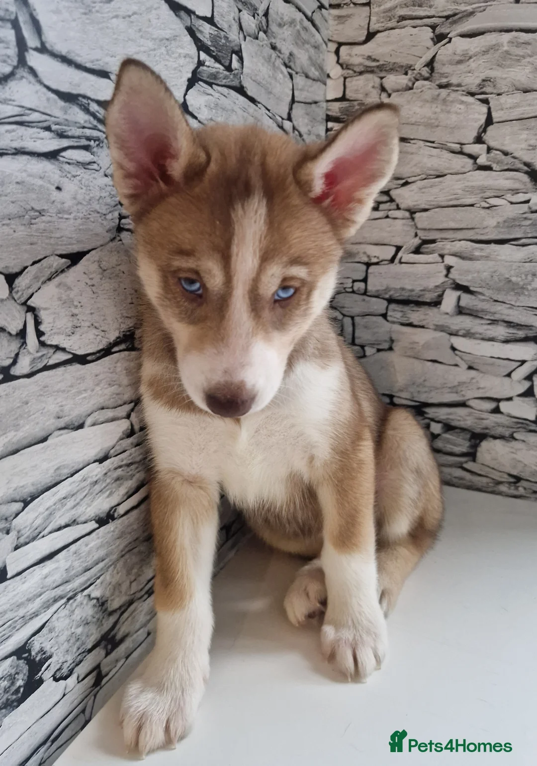 Siberian Husky dogs for sale: 1 beautiful girl left ❤️ ready now  - Advert 4