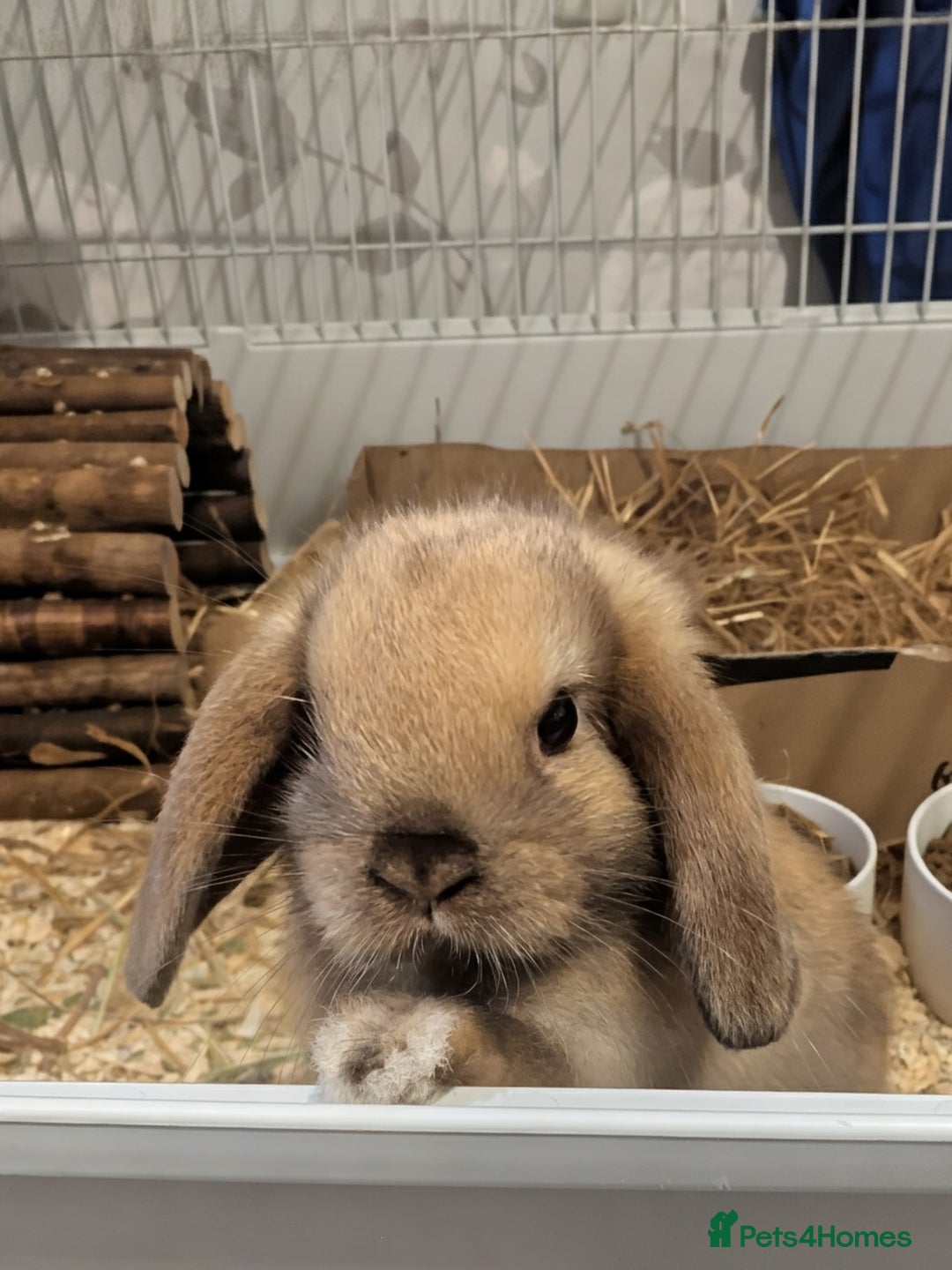 Mini Lop rabbits for sale: Baby pure bred mini lop rabbits sooty-fawn colour  - Advert 5