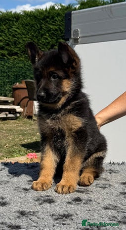 German Shepherd dogs - Advert 7