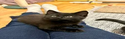 Domestic Shorthair cats for adoption: Double Trouble for Black Cat Lovers - Advert 6